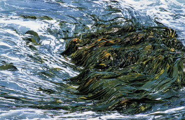 Algue géante, Mycrocystis pyrifera, Iles Falkland, Malouines
