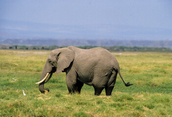 Eléphants d'Afrique, Loxodonta africana, Parc national d'Amboseli, Kenya