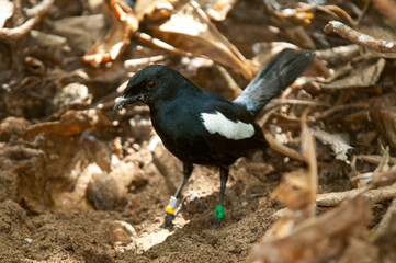 Pie des Seychelles, Shama des Seychelles, Copsychus sechellarum, Seychelles Magpie Robin , Réserve Ile Cousin,.Seychelles