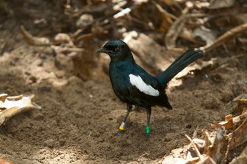 Pie des Seychelles, Shama des Seychelles, Copsychus sechellarum, Seychelles Magpie Robin , Réserve Ile Cousin,.Seychelles