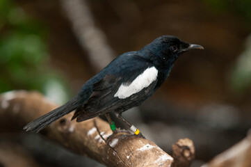 Pie des Seychelles, Shama des Seychelles, Copsychus sechellarum, Seychelles Magpie Robin , Réserve Ile Cousin,.Seychelles