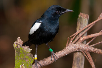 Pie des Seychelles, Shama des Seychelles, Copsychus sechellarum, Seychelles Magpie Robin , Réserve Ile Cousin,.Seychelles
