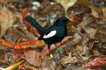 Pie des Seychelles, Shama des Seychelles, Copsychus sechellarum, Seychelles Magpie Robin , Réserve...