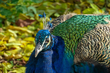 Magnificent peacock head with its feathers fully displayed in Schloss Eggenberg, Graz. Crest is...