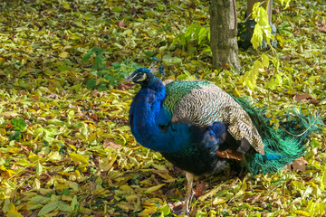 Obraz premium Magnificent peacock head with its feathers fully displayed in Schloss Eggenberg, Graz. Crest is raised with colors of iridescent blues, greens, and golds, with intricate patterns. Wildlife watching