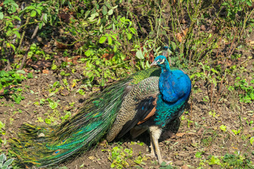 Fototapeta premium Magnificent peacock head with its feathers fully displayed in Schloss Eggenberg, Graz. Crest is raised with colors of iridescent blues, greens, and golds, with intricate patterns. Wildlife watching