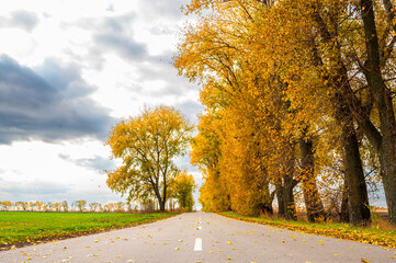 Obraz premium Rural road stretching into the horizon, framed by vibrant autumn trees and expansive fields. Perfect for travel, nature, and scenic landscape themes. Autumn mood for travel.