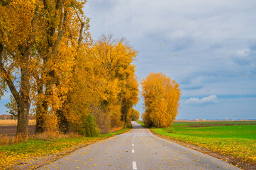Rural road stretching into the horizon, framed by vibrant autumn trees and expansive fields....