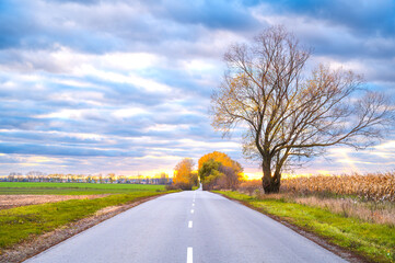 Rural road stretching into the horizon, framed by vibrant autumn trees and expansive fields. Perfect for travel, nature, and scenic landscape themes. Autumn mood for travel.