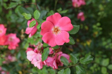 Wild rose species. Pink eglantine flowers.