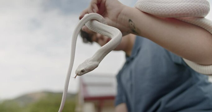 Closeup of an albino snake being held by its owner. The snake flickers its tongue, exploring its surroundings.