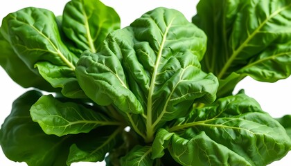 Fototapeta premium Lush Collard Greens Cluster