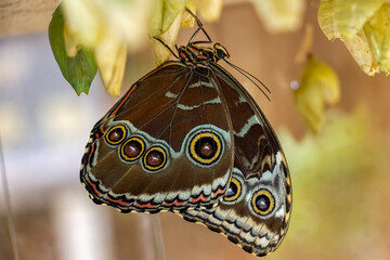 Morfo blu a ali chiuse