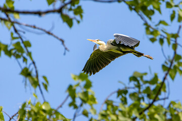 Airone cinerino in volo