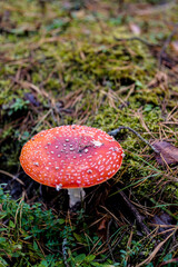 Bright red Amanita mushroom, also known as fly agaric, standing out against a lush forest floor, dotted with white specks on its cap.