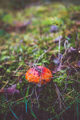 Bright red Amanita mushroom, also known as fly agaric, standing out against a lush forest floor, dotted with white specks on its cap.