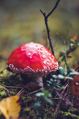 Bright red Amanita mushroom, also known as fly agaric, standing out against a lush forest floor, dotted with white specks on its cap.
