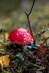 Bright red Amanita mushroom, also known as fly agaric, standing out against a lush forest floor, dotted with white specks on its cap.