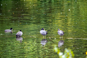 Blässhühner stehen im flachen Wasser