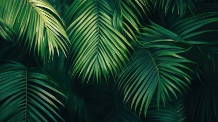 Tropical Palm Leaves