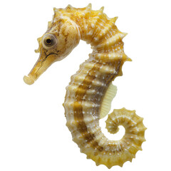 Seahorse on a white background