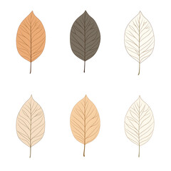 Vector leaves on white background