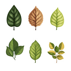 Vector leaves on white background