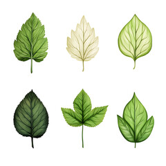 Minimalist style leaf vector on white background.