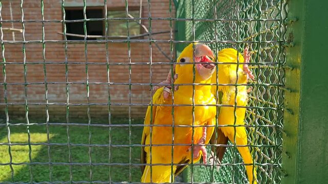 big yellow parrot in a cage