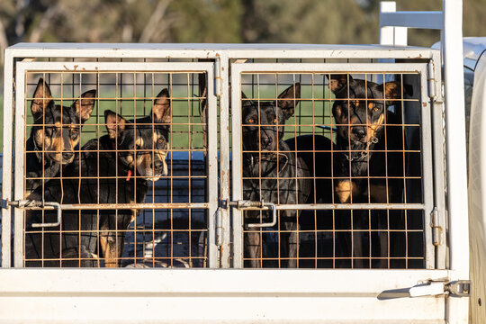 Working dogs (kelpie) caged on the back of a ute