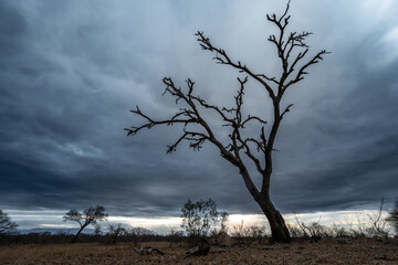 tree in the savannah, South Africa