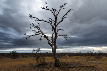 tree in the savannah, South Africa