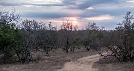 tree in the savannah, South Africa