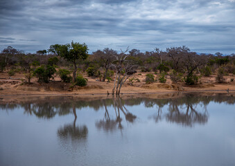tree in the savannah, South Africa
