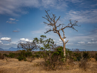 tree in the savannah, South Africa