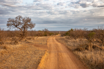 tree in the savannah, South Africa