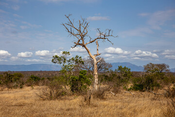 tree in the savannah, South Africa