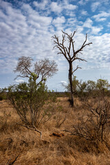 tree in the savannah, South Africa