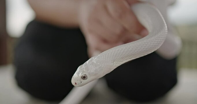 Close-up shot of a white snake being held by its owner. Perfect for videos about pets, snakes, or animal care.