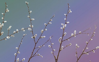 Willow tree branches. Springtime blooming willow tree branches with fluffy white catkins against a soft, purple gradient background.