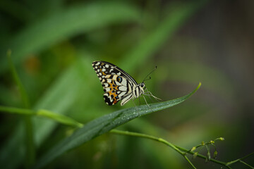 Obraz premium Beautiful coloured butterfly on green fern leaf, Mahe, Seychelles 