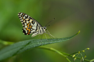 Beautiful coloured butterfly on green fern leaf, Mahe, Seychelles 