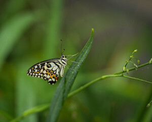 Beautiful coloured butterfly on green fern leaf, Mahe, Seychelles 