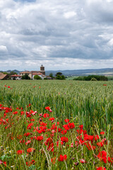 Red Poppies and Barley Field