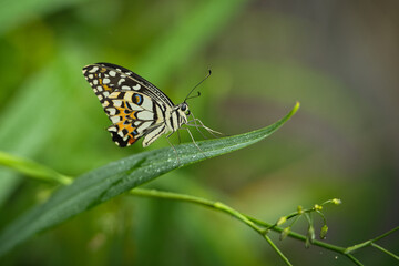 Beautiful coloured butterfly on green fern leaf, Mahe, Seychelles 