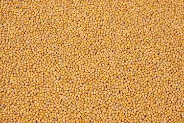 Yellow Dry Mustard Seed Background, Natural Organic Seasoning, Top View.