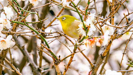 梅の木のメジロ