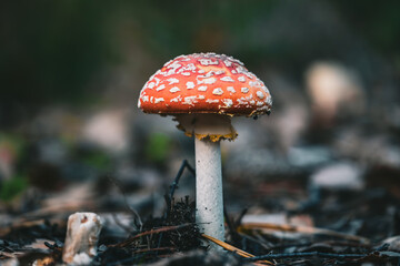Close-up of Fly Agaric Mushroom in Forest in autumn