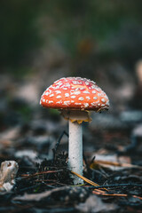 Close-up of Fly Agaric Mushroom in Forest in autumn