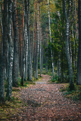 path in autumn forest